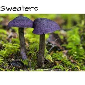 🍄 Sweaters